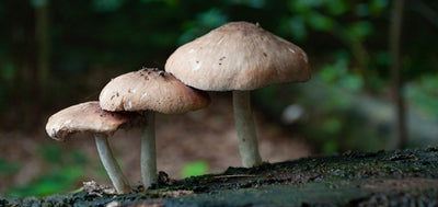 Agaricus Blazei Mushroom