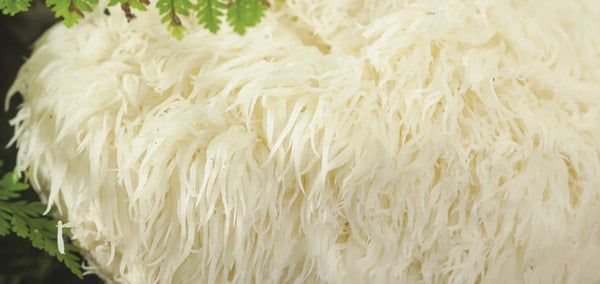 Hericium Erinaceus