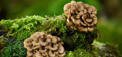 Maitake Mushroom