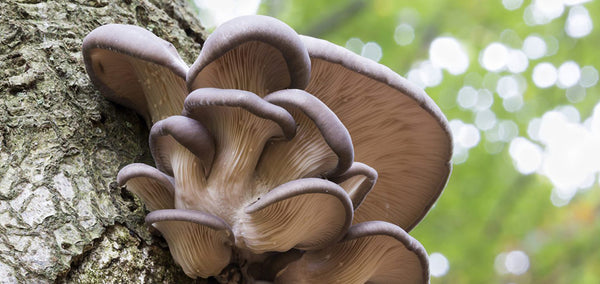 Pleurotus Ostreatus Mushroom