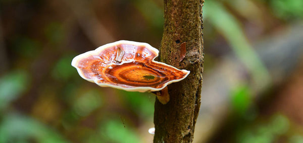 Reishi Mushroom