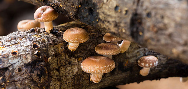 Shiitake Mushroom