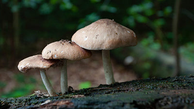 Agaricus Blazei Mushroom                                                                            