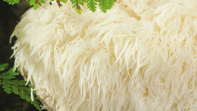 Hericium Erinaceus