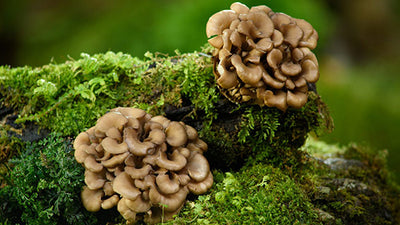 Maitake Mushroom