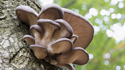 Pleurotus Ostreatus Mushroom