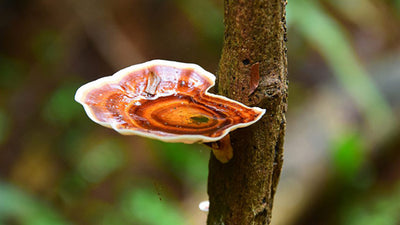 Reishi Mushroom