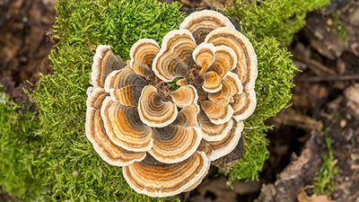 Trametes Coriolus Mushroom