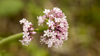 Valeriana Officinalis