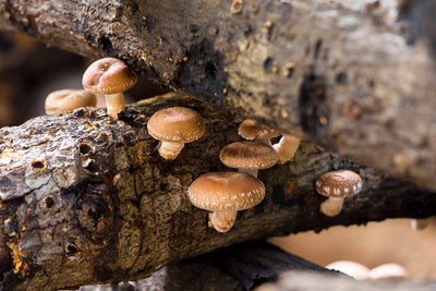 Shiitake Mushroom